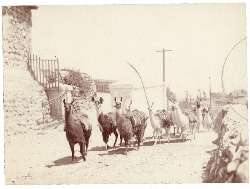 27 Peruvian llamas